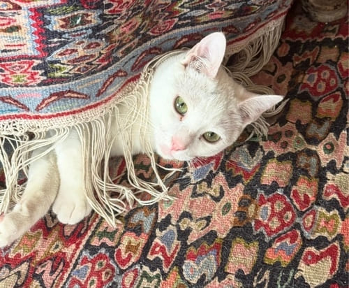 Handira the cat