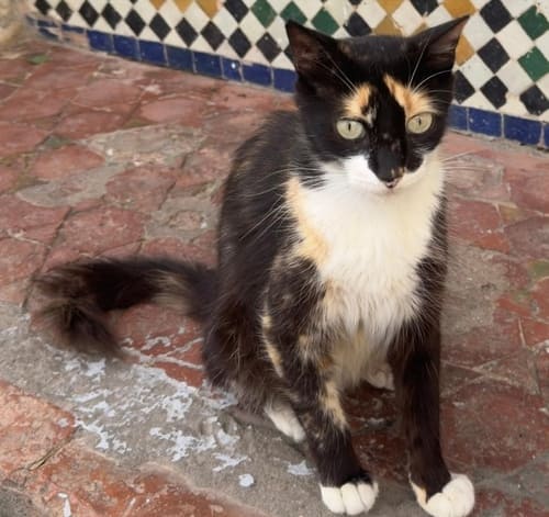 Tortoise the cat
